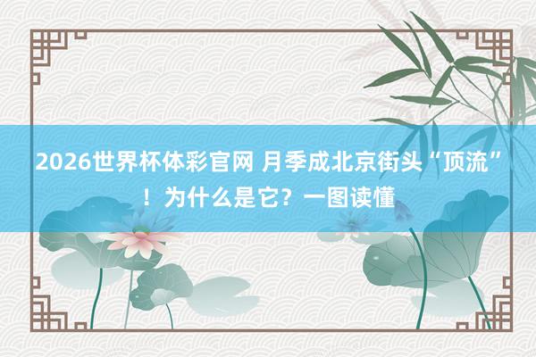 2026世界杯体彩官网 月季成北京街头“顶流”！为什么是它？一图读懂