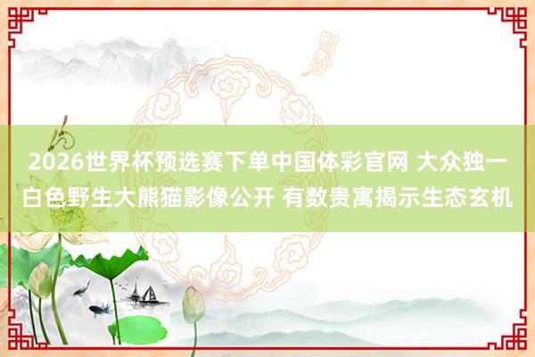 2026世界杯预选赛下单中国体彩官网 大众独一白色野生大熊猫影像公开 有数贵寓揭示生态玄机
